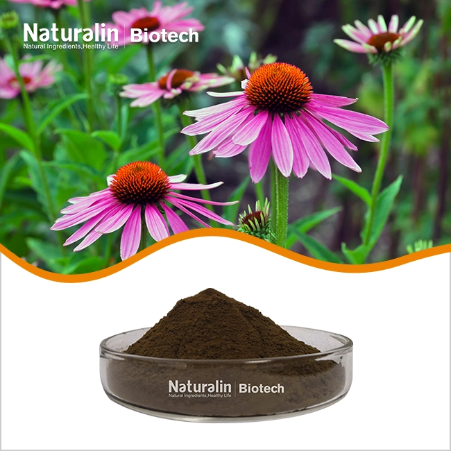 Echinacea Extract Powder